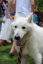 Dog Wearing a Rainbow Tie at a Pride Event, Pride Flag Raising, Rutherford, NJ, USA