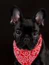 Dog wearing red bandanna