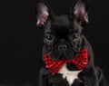 Dog wearing red bowtie