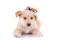 Dog wearing a romanian traditional hat Royalty Free Stock Photo