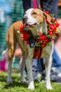 A dog wearing roses on a garland in the sun