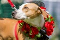 A dog wearing roses on a garland in the sun