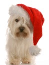 Dog wearing santa hat Royalty Free Stock Photo