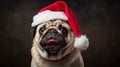 A dog wearing a Santa hat Royalty Free Stock Photo