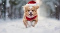 dog wearing Santa hat Royalty Free Stock Photo