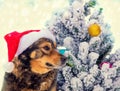 Dog wearing Santa hat outdoor near Christmas tree Royalty Free Stock Photo