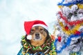 Dog wearing Santa hat sitting near Christmas tree Royalty Free Stock Photo