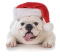 dog wearing santa hat Royalty Free Stock Photo