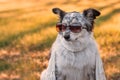 Dog wearing sunglasses and scarf