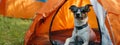 Dog wearing sunglasses sitting inside orange camping tent. Banner with copy space