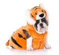 Dog wearing tiger costume