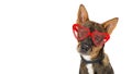 Dog Wearing Valentine Heart Glasses Banner Royalty Free Stock Photo