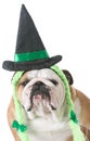 Dog wearing witch costume Royalty Free Stock Photo