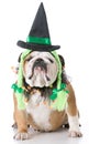 Dog wearing witch costume Royalty Free Stock Photo