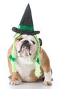 dog wearing witch costume Royalty Free Stock Photo