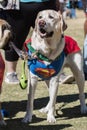 Dog wears Superman costume with cape at Atlanta Halloween festival