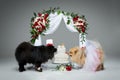 Dog wedding couple under flower arch Royalty Free Stock Photo