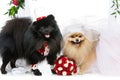 Dog wedding couple under flower arch Royalty Free Stock Photo