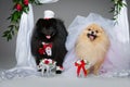 Dog wedding couple under flower arch Royalty Free Stock Photo