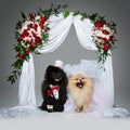 Dog wedding couple under flower arch Royalty Free Stock Photo