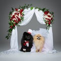 Dog wedding couple under flower arch Royalty Free Stock Photo