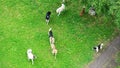 Dog wedding in village Royalty Free Stock Photo