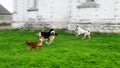 Dog wedding in village Royalty Free Stock Photo