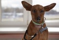 The dog weighs with a stethoscope. Miniature Pinscher