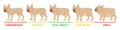 Dog weight stages concept with underweight symbols flat vector