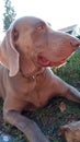 The dog Weimaraner, the grey beautiful baby