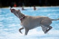 Dog, Weimaraner, in swimming pool Royalty Free Stock Photo