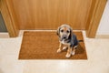 Dog welcome home Royalty Free Stock Photo