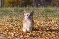 Dog welsh corgi pembroke in autumn Royalty Free Stock Photo