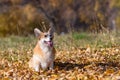 Dog welsh corgi pembroke in autumn Royalty Free Stock Photo