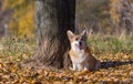 Dog welsh corgi pembroke in autumn Royalty Free Stock Photo