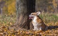 Dog welsh corgi pembroke in autumn Royalty Free Stock Photo