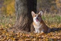Dog welsh corgi pembroke in autumn Royalty Free Stock Photo