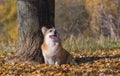 Dog welsh corgi pembroke in autumn Royalty Free Stock Photo