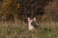 Dog welsh corgi pembroke in autumn Royalty Free Stock Photo