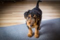 Dog. Welsh terrier puppy, cute, adorable pet. Royalty Free Stock Photo