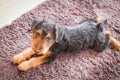 Dog. Welsh terrier puppy, cute, adorable pet. Royalty Free Stock Photo