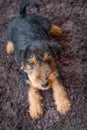 Dog. Welsh terrier puppy, cute, adorable pet. Royalty Free Stock Photo