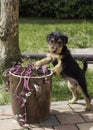 Dog. Welsh terrier puppy, cute, adorable pet. Royalty Free Stock Photo