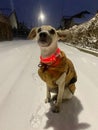 A small dog obediently sitting on the snow Royalty Free Stock Photo