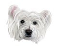 Dog. Westie, or West Highland White Terrier portrait.