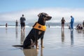 dog in wet suit and flotation device, keeping watch over the beachgoers Royalty Free Stock Photo