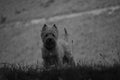 Dog Weth Highland White Terrier Playing In The Meadows Of The Mountains Of Galicia. Photography In Black And White. Travel Animals Royalty Free Stock Photo