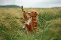 Dog in a wheat field. Pet on nature. Nova Scotia Duck Tolling Retriever, Toller