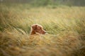 Dog in a wheat field. Pet on nature. Nova Scotia Duck Tolling Retriever, Toller