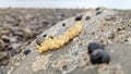 Dog whelk egg capsules stuck to a rock at low tide